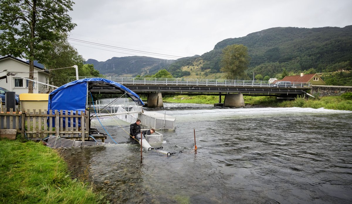 
Rennende elv. På siden er det satt opp et salgs bur som all fisk ledes inn i. To menn står i dette buret.