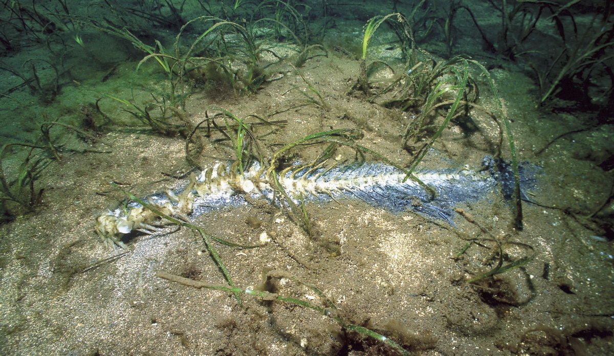 
Foto av et fiskeskjellett i en ålegresseng