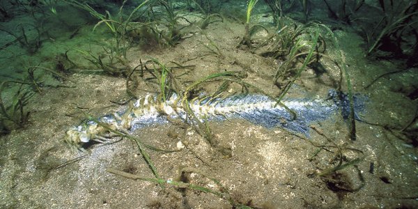 

Foto av et fiskeskjellett i en ålegresseng