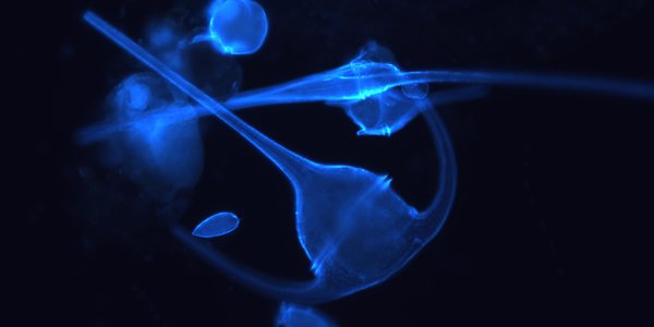 fluorisert dinoflagellat
