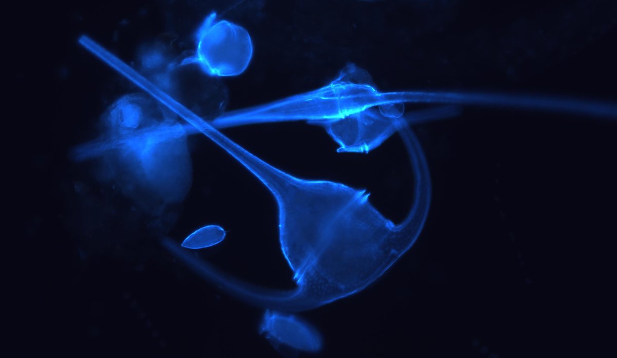 Planktonbilder\fluorisert dinoflagellat