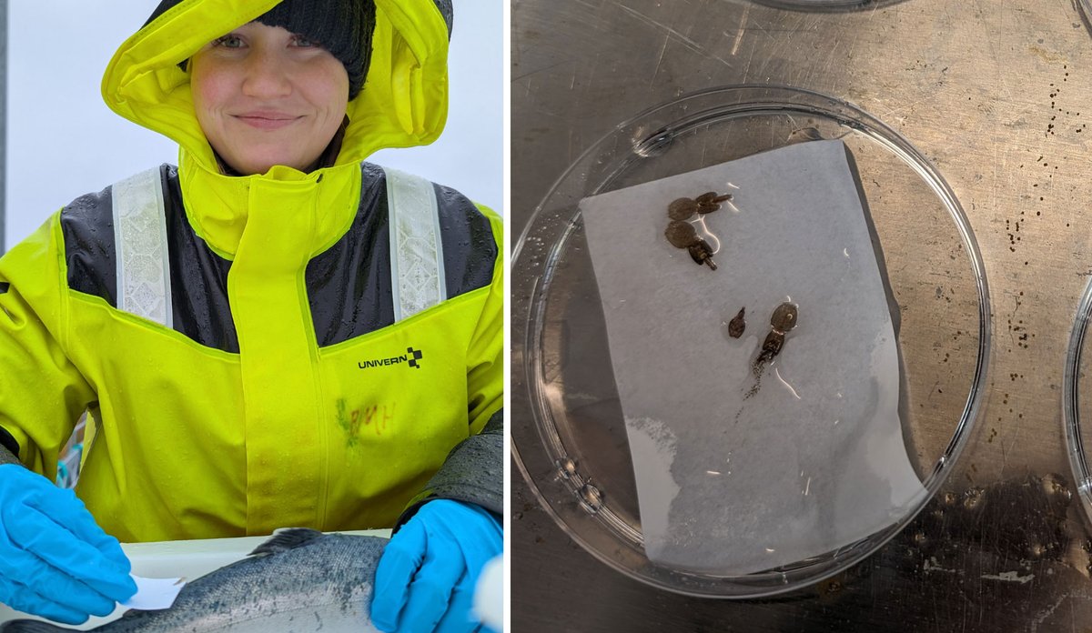 
To bilder satt ved siden av hverandre. På det ene står en person kledd i gult regntøy, lue og hansker med enfisk foran seg. I hånden en papirbit, og oppå biten er det noen små flate litt runde dyr. På bildet ved siden av ligger de samme dyrene i en skål. Kroppen er satt samme nav ulike deler, og noen av de har tråder med egg.