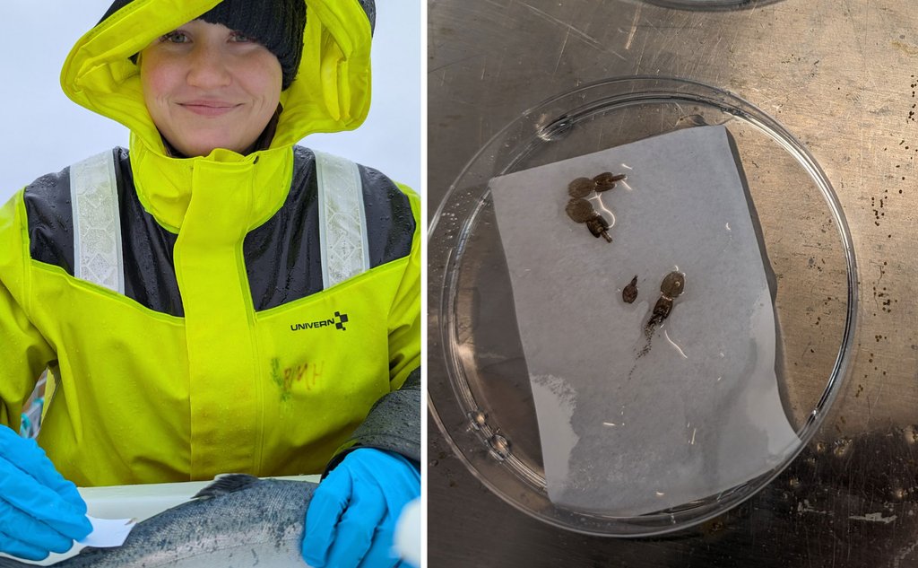 To bilder satt ved siden av hverandre. På det ene står en person kledd i gult regntøy, lue og hansker med enfisk foran seg. I hånden en papirbit, og oppå biten er det noen små flate litt runde dyr. På bildet ved siden av ligger de samme dyrene i en skål. Kroppen er satt samme nav ulike deler, og noen av de har tråder med egg.