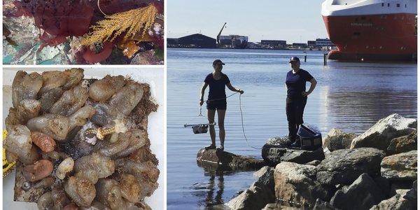 

En kollasj sammensett av tre bilder. Øverst til venstre er et bilde av rødalgen djevletunge som vokser på en flytebrygge. Neders til venstre er et begroingspanel som er tilvokst av dyr og planter. Til høyre er et bilde av to kvinner i strandkanten.