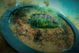 A corkwing wrasse male guarding his nest 