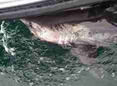 Til slutt fikk forskerne kontroll på den illsinte haien, og gjennomførte en vellykket merking. På bildet ligger håbrannen rolig helt inntil båten.