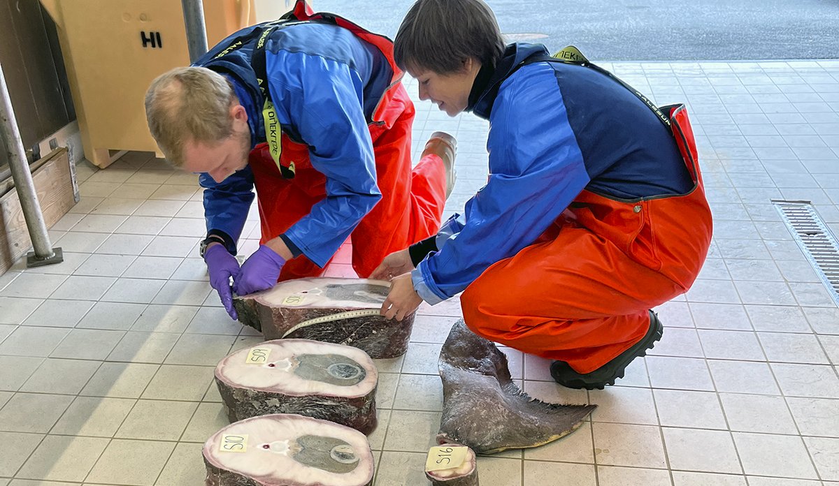 Forskere undersøker skiver av haien som dissekeres.