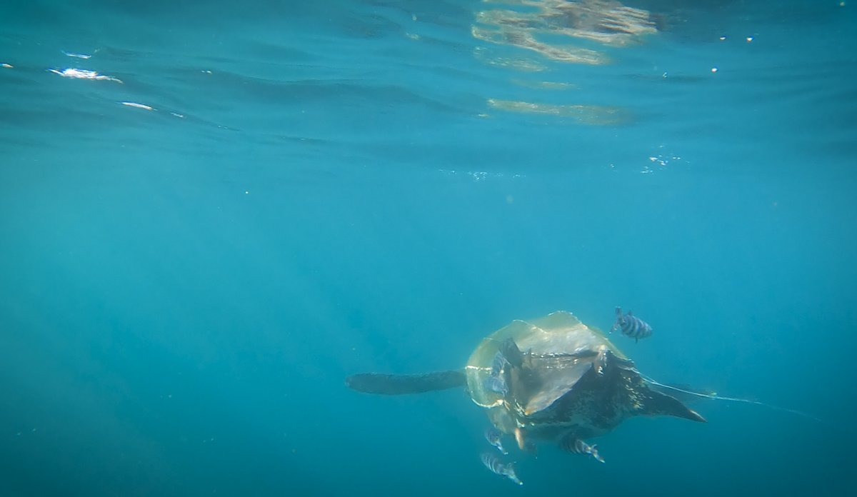 
Leatherback sea turtle
