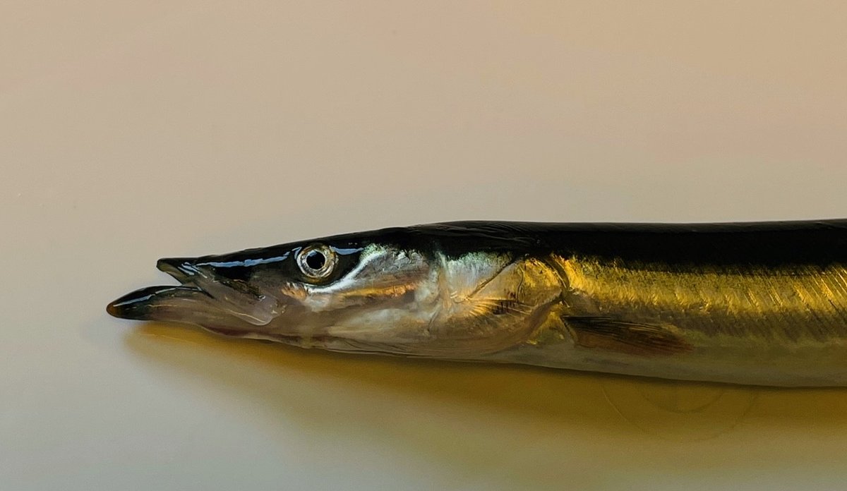 nærbilde av tobis