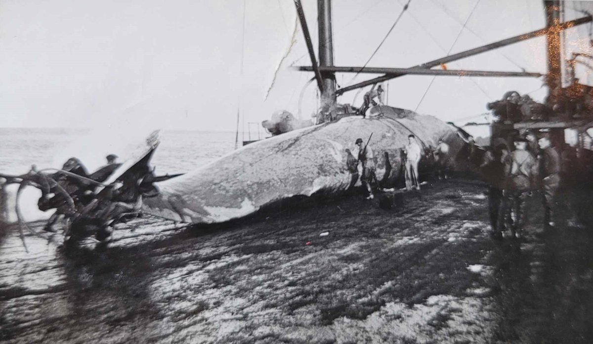 en stor død hval på båtdekket med menn rundt 