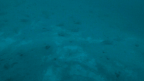 video av hyse på havbunnen