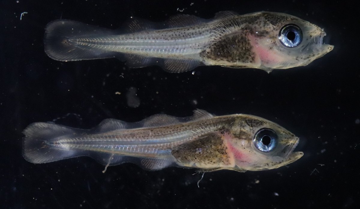 
Two haddock larvae.