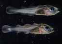 Two haddock larvae.