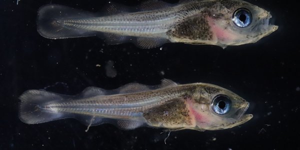 

Two haddock larvae.