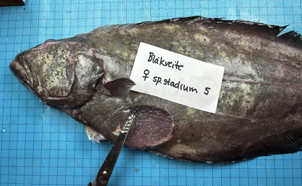 Den flat og gråfarget fisk ligger på blå fliser