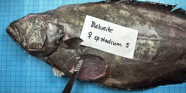 

Den flat og gråfarget fisk ligger på blå fliser