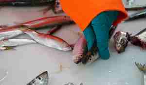 foto av en hånd som griper om en fisk