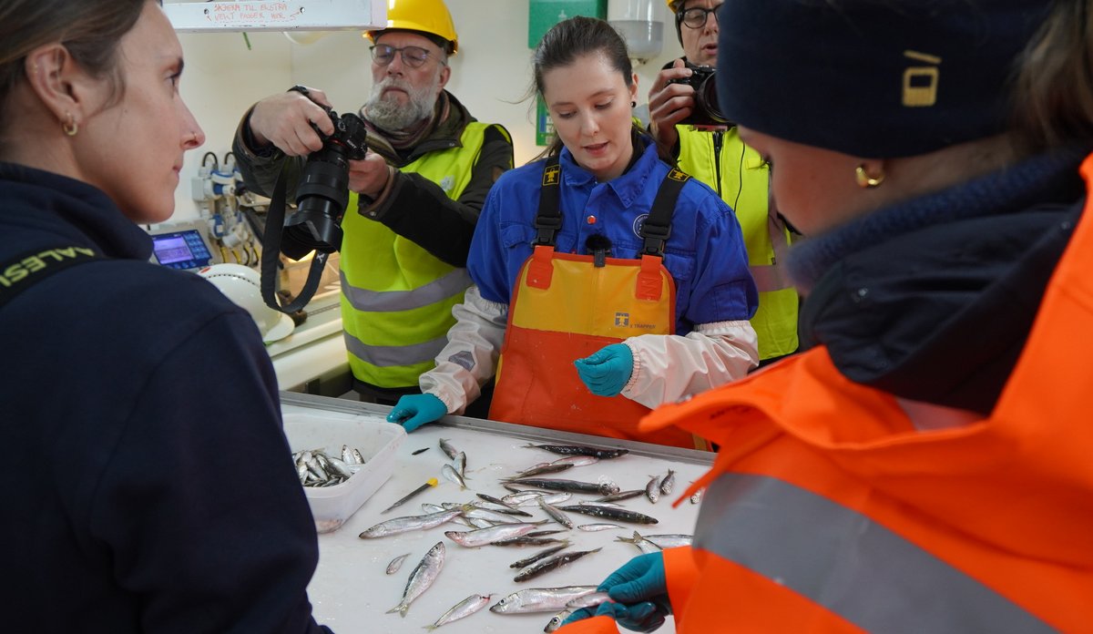 foto av folk rundt et bord med fisk