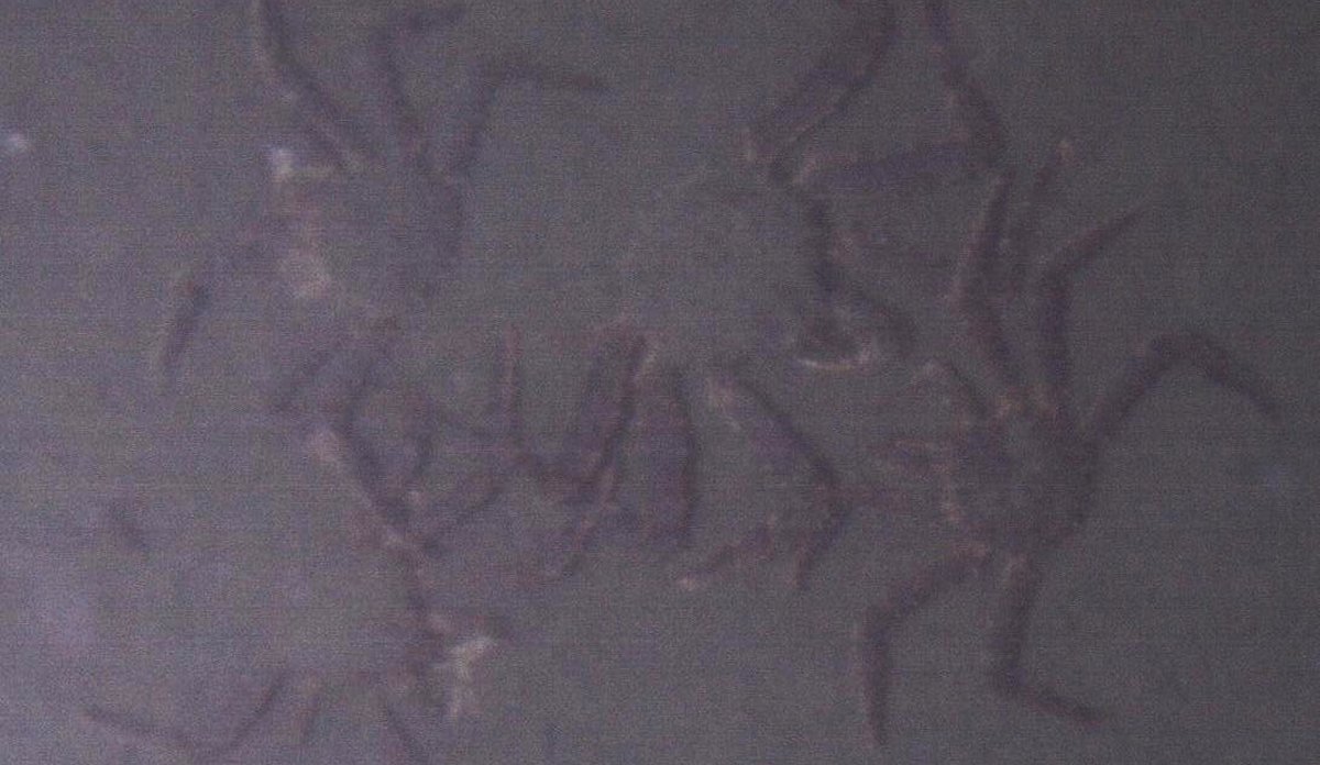 kongekrabbe på bunnen