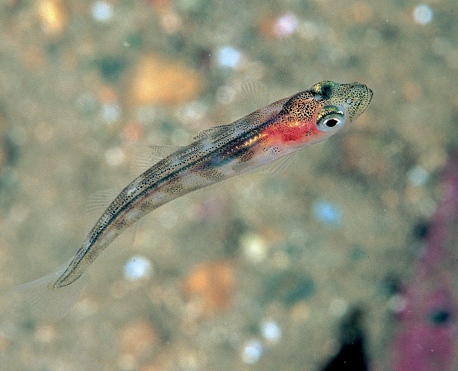 Torskeyngel