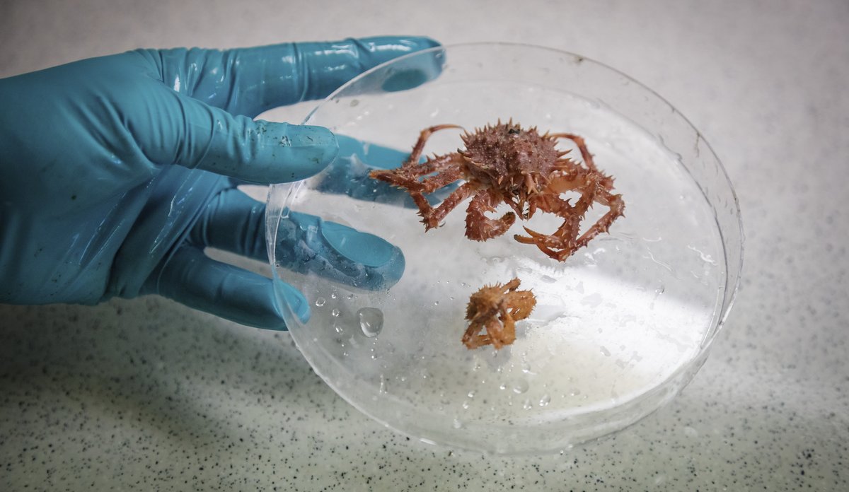 Liten trollkrabbe i plastbeholder