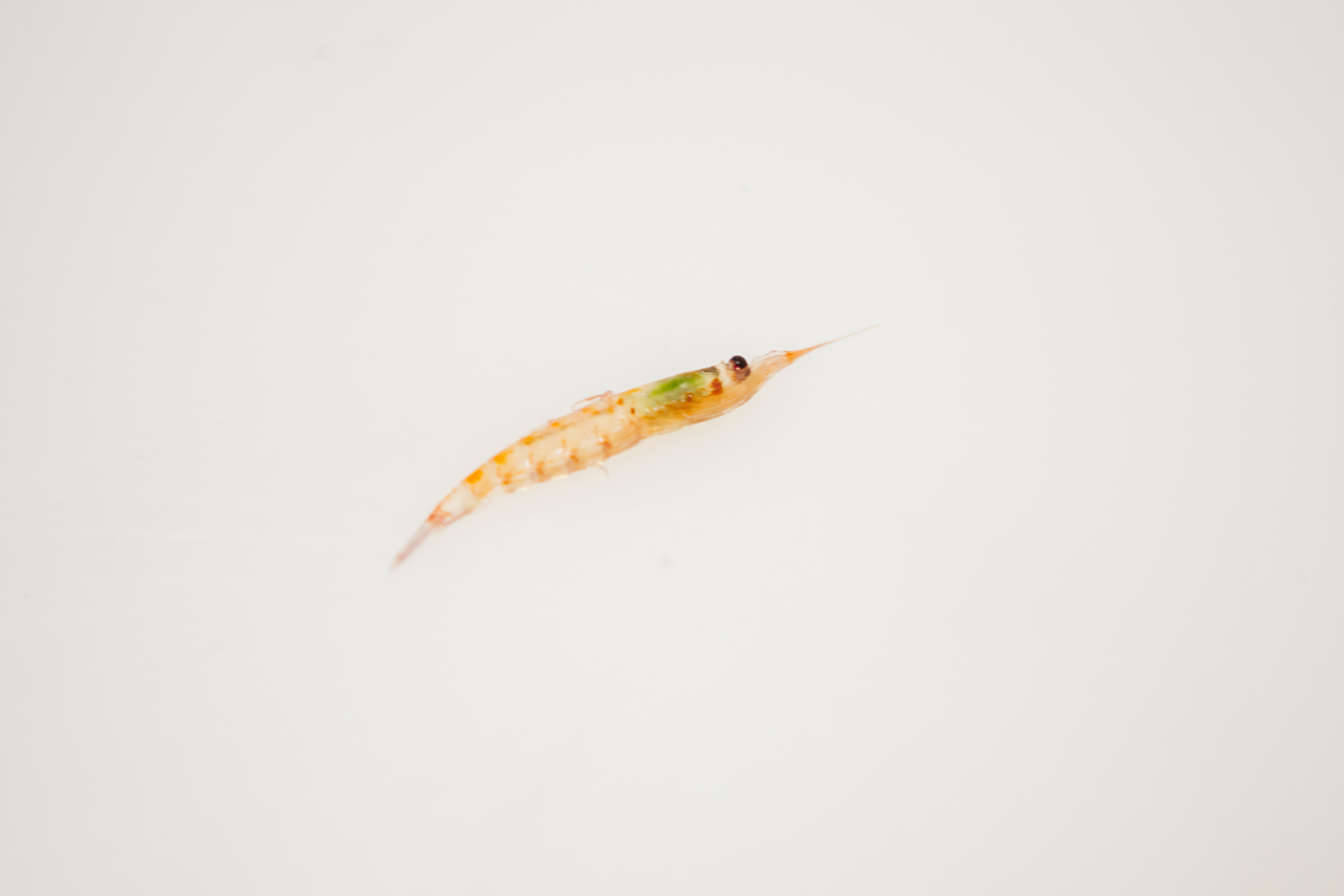 en enkelt lysrosa krill 