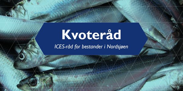 

En haug med blanke, ferske nordsjøsild med sølvglinsende skinn.