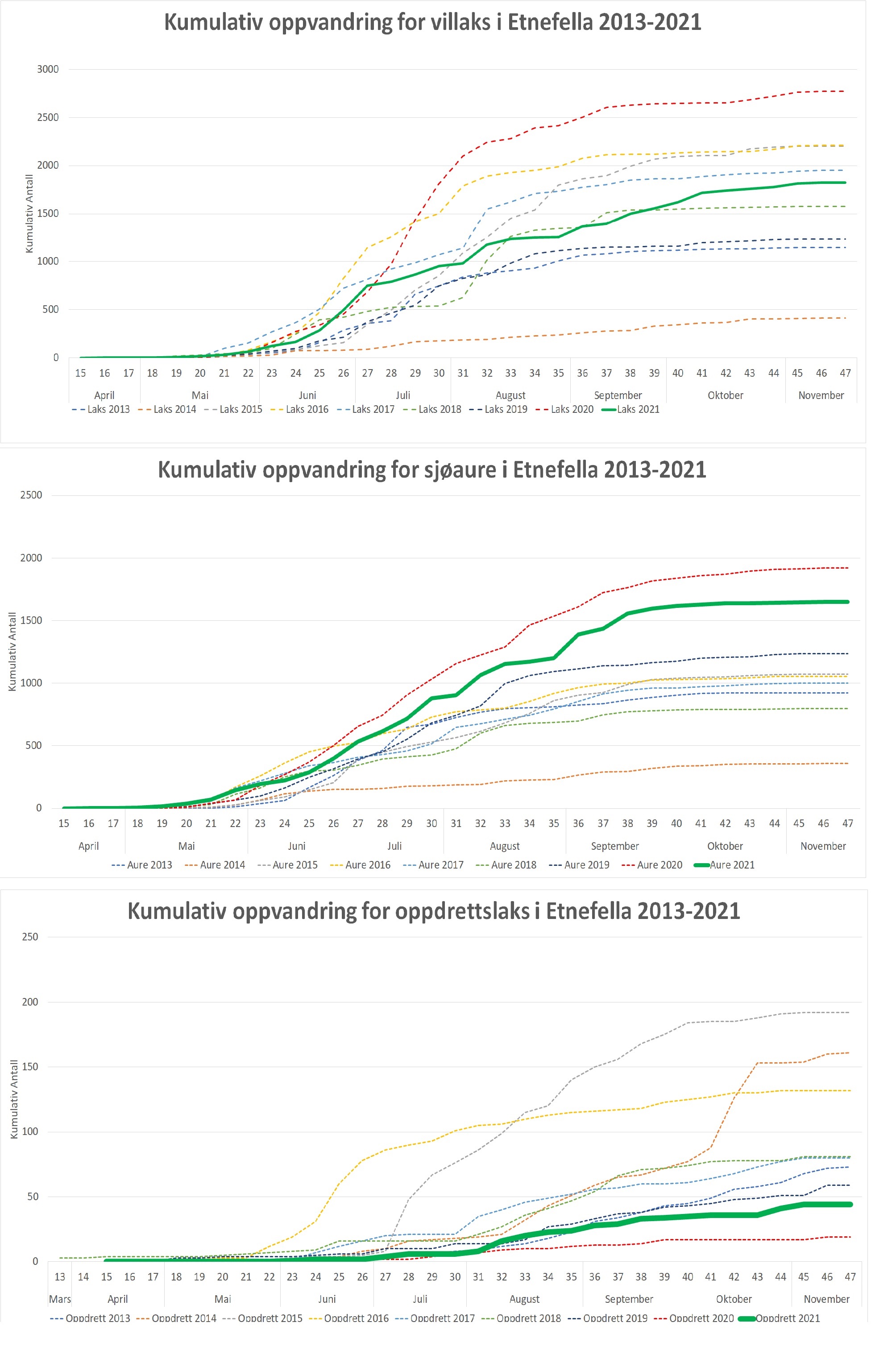 SKjema som viser oppvandring i Etneelva i nov. 2021