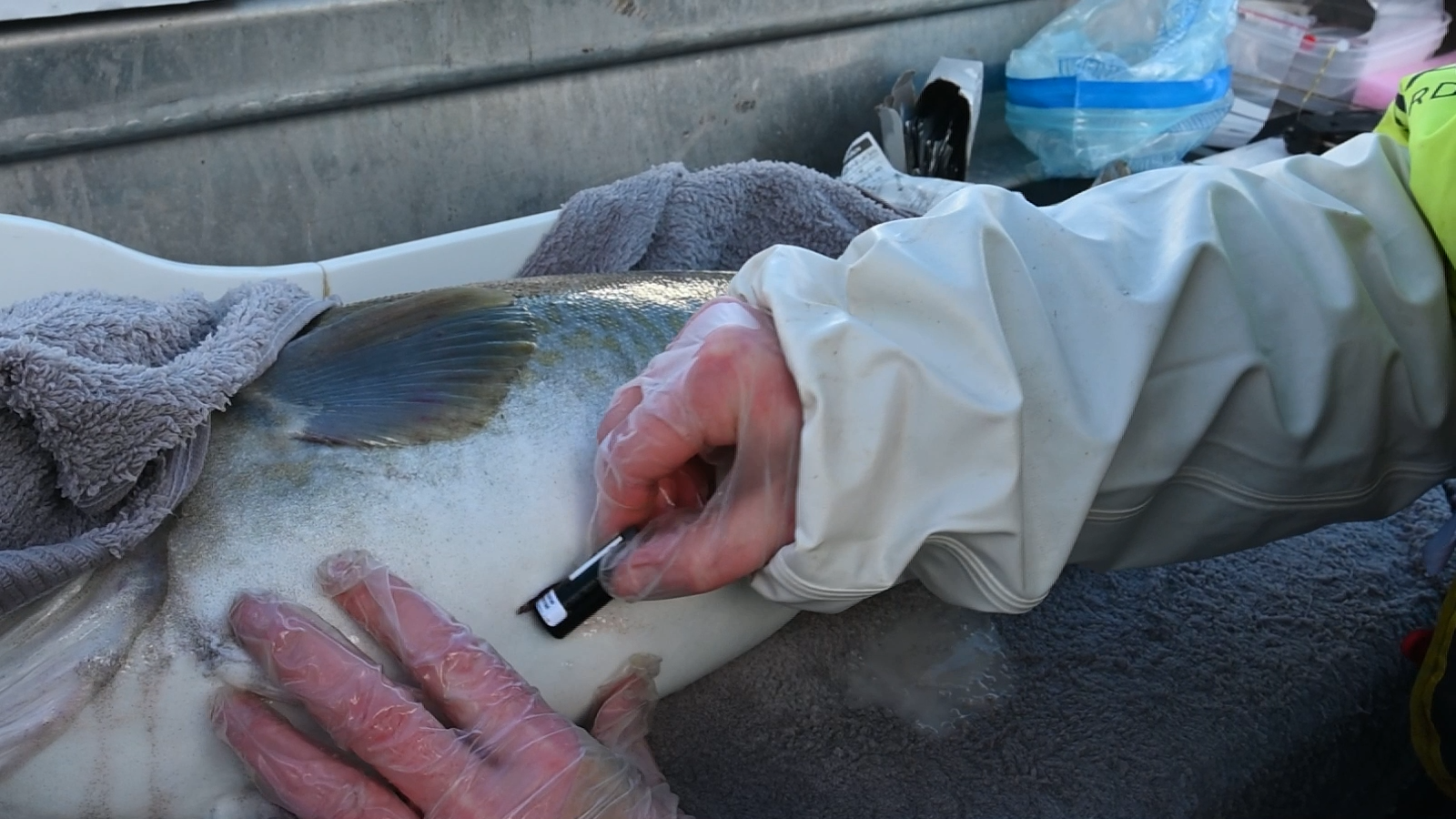 Torsk merkes med akustisk merke. Det sys inn i buken på fisken, mens den er bedøvet.