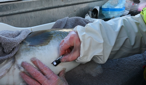 Torsk merkes med akustisk merke. Det sys inn i buken på fisken, mens den er bedøvet.