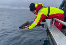 Havforsker slipper ferdig merket storsei tilbake i havet. 