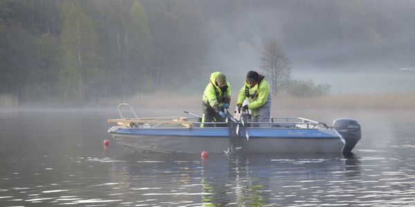 

sampling herring