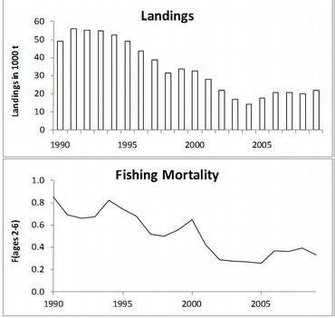 Hyse_fangst_og_fiskedodelighet.jpg