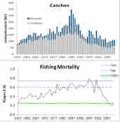 Fangst og fiskedødelighet
