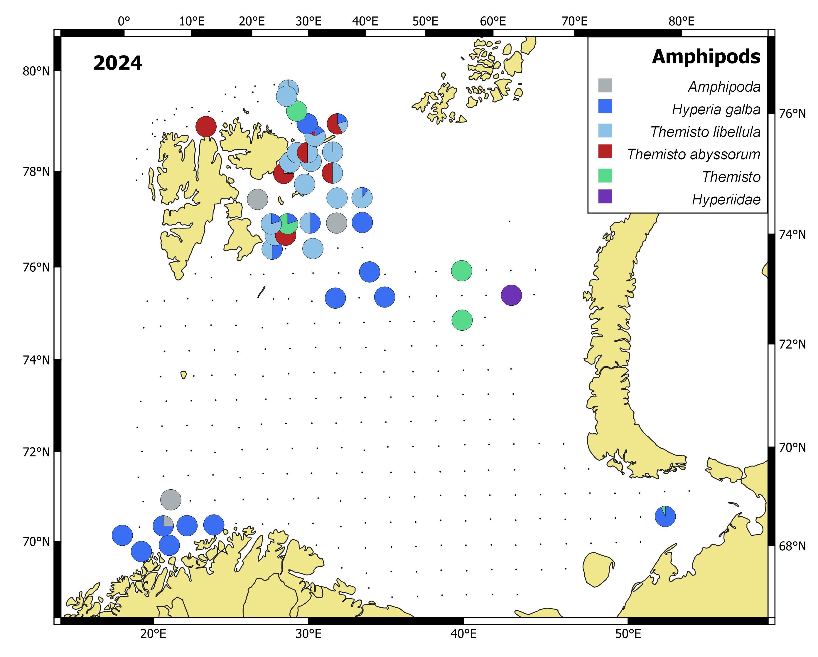 Figure 5.3.2.2 Distribution of pelagic amphipod species, based on pelagic trawl catches covering 0-60m, in the Barents Sea in August-October 2024.