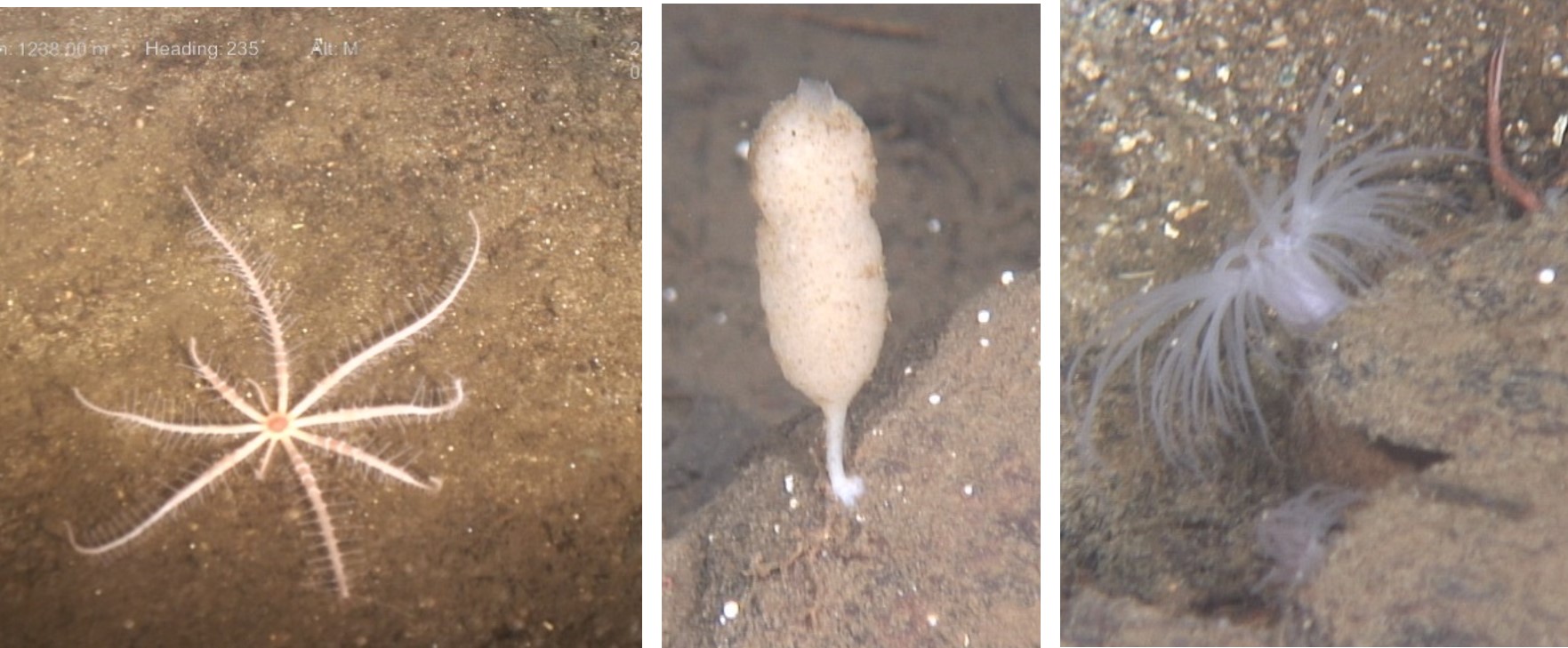 Tre bilder. Venstre: brisingasjøstjerner (Brisingidae), midten: Bathyplotes sjøpølser og høyre: små gjennomsiktige anemoner.