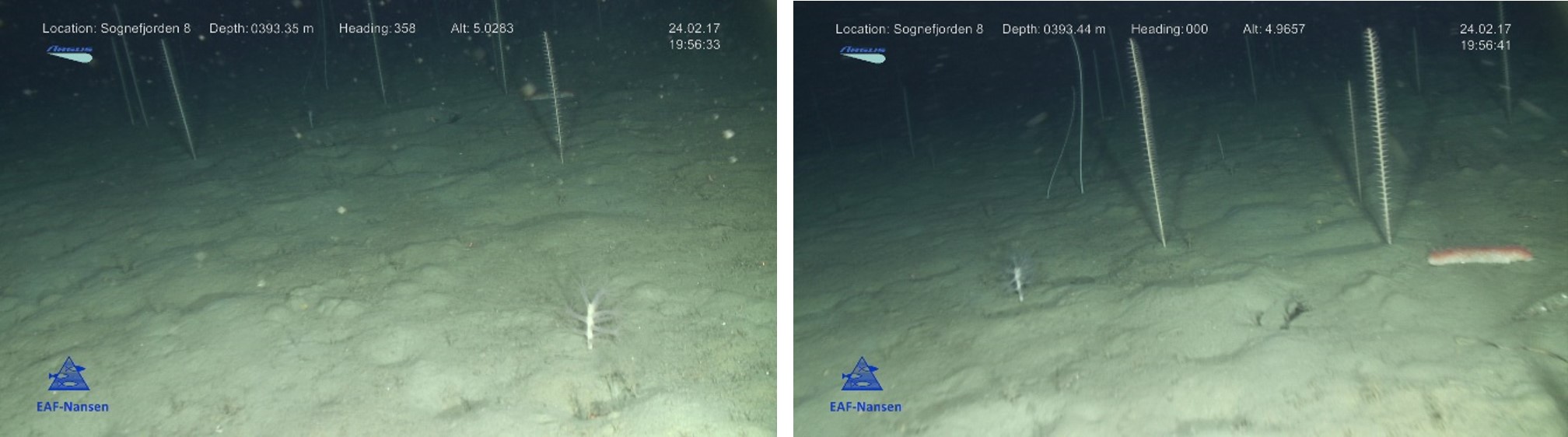 To bilder av sedimentbunn med sjøfjær. På høyre bilde sees en Parastichopus
