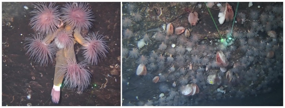  Bilder av de mindre kjente anemonene Kadosactis abyssicola (SO56 (t.v.) og Protanthea simplex (SO36) (t.h.) er lagt ved under tabellen.