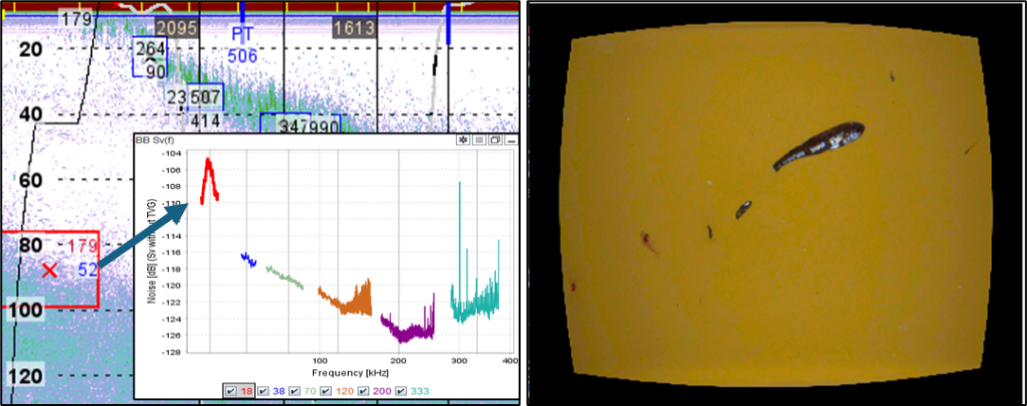 Broadband backscatter of mesopelagic fish