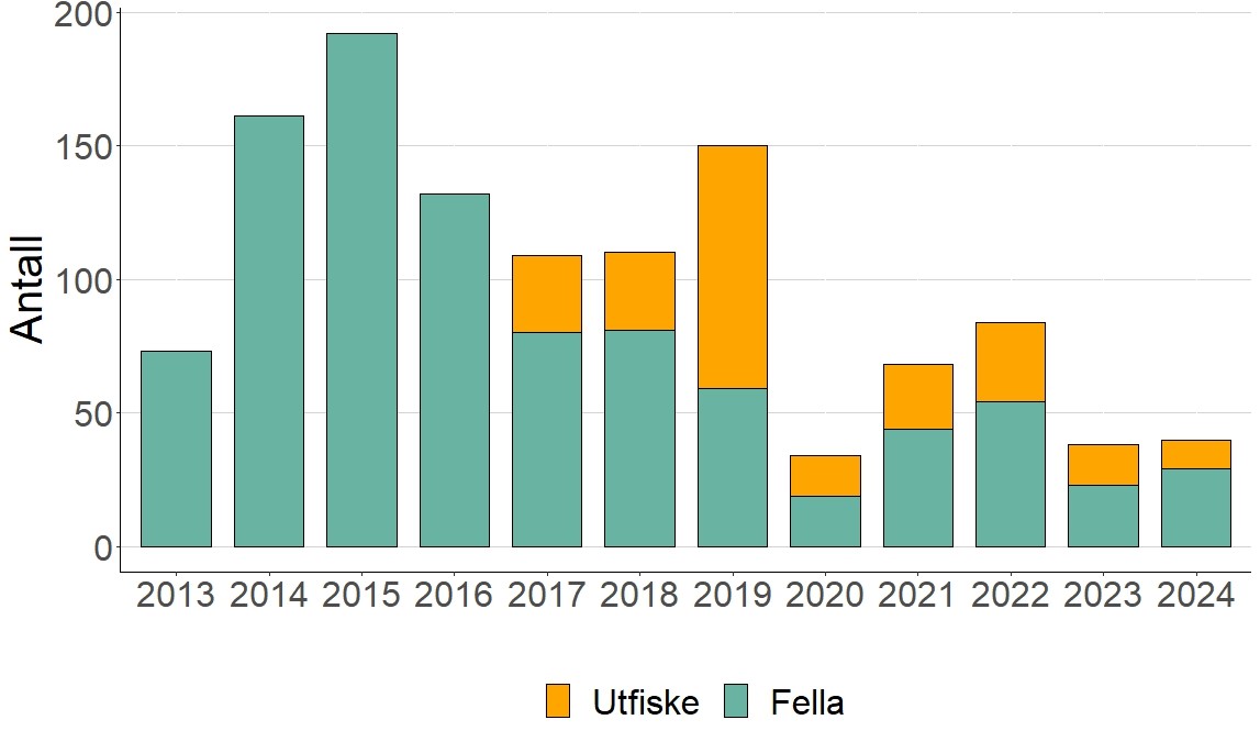 Antall oppdrettslaks tatt ut av elven siden 2013. Merk at fra 2013-2016 ble oppdrettslaks tatt ut under høstfiske registrert sammen med oppdrettslaks tatt ut ved fellen. 