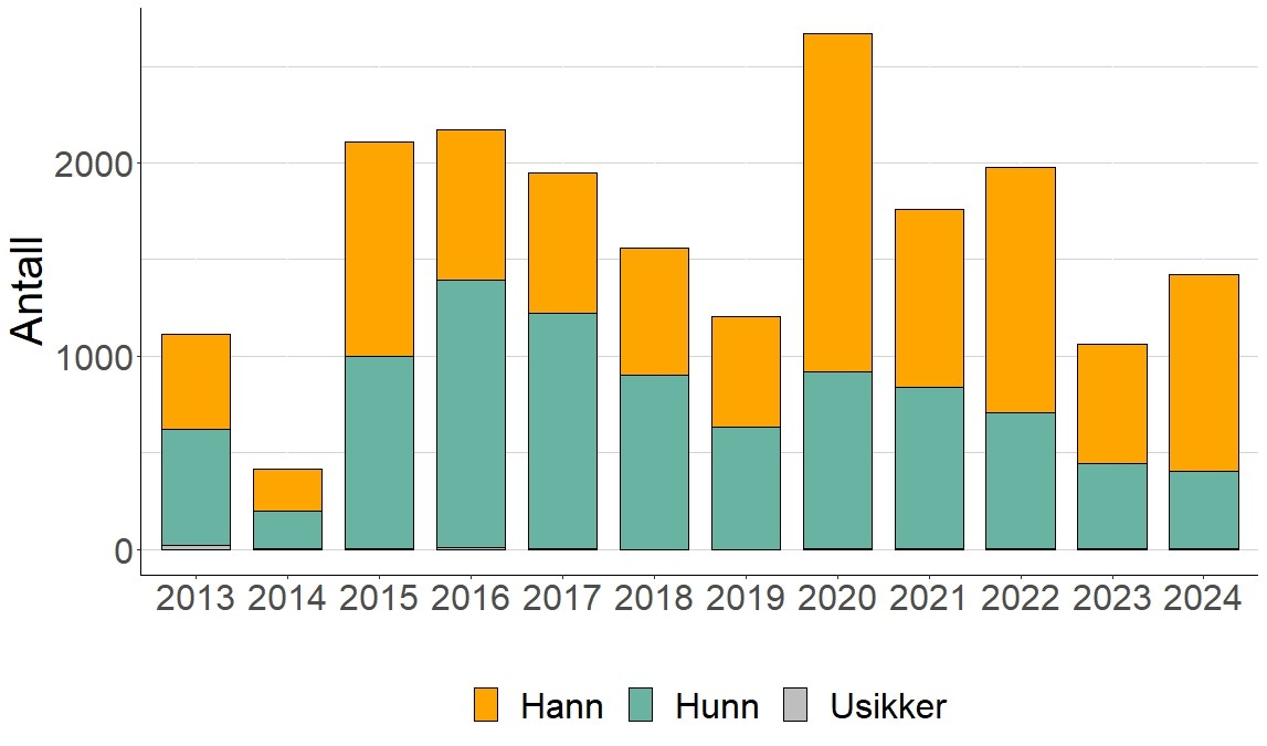 Kjønnsfordeling av villaks fra 2013-2024.