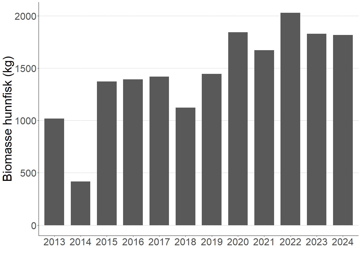 Biomasse hunner (totalt kilo) av sjøørret fra 2013-2024.