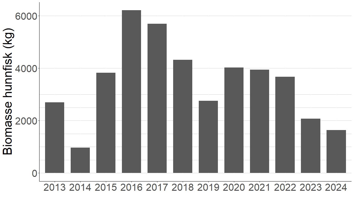 Biomasse hunner (totalt kilo) av villaks fra 2013-2024. 