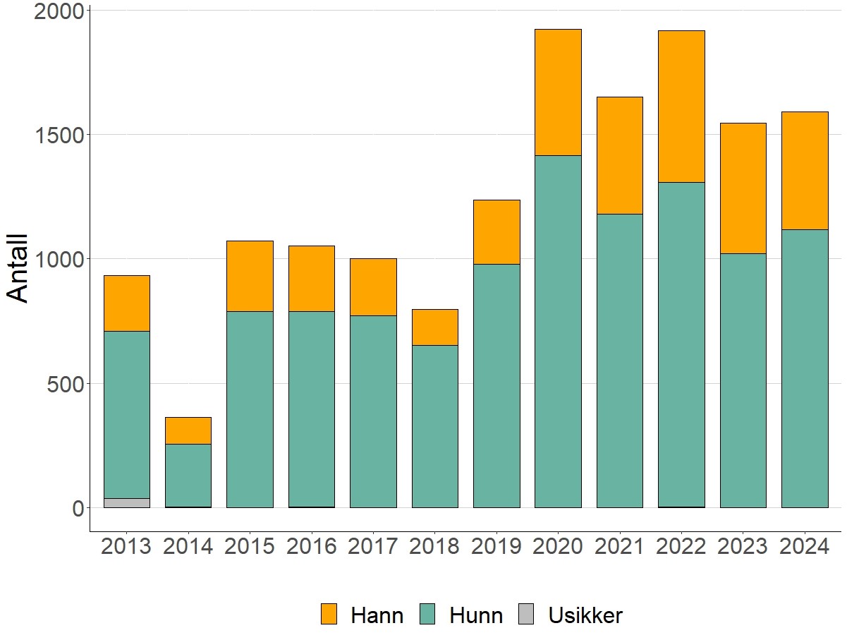 Kjønnsfordeling av sjøørret fra 2013 til 2024