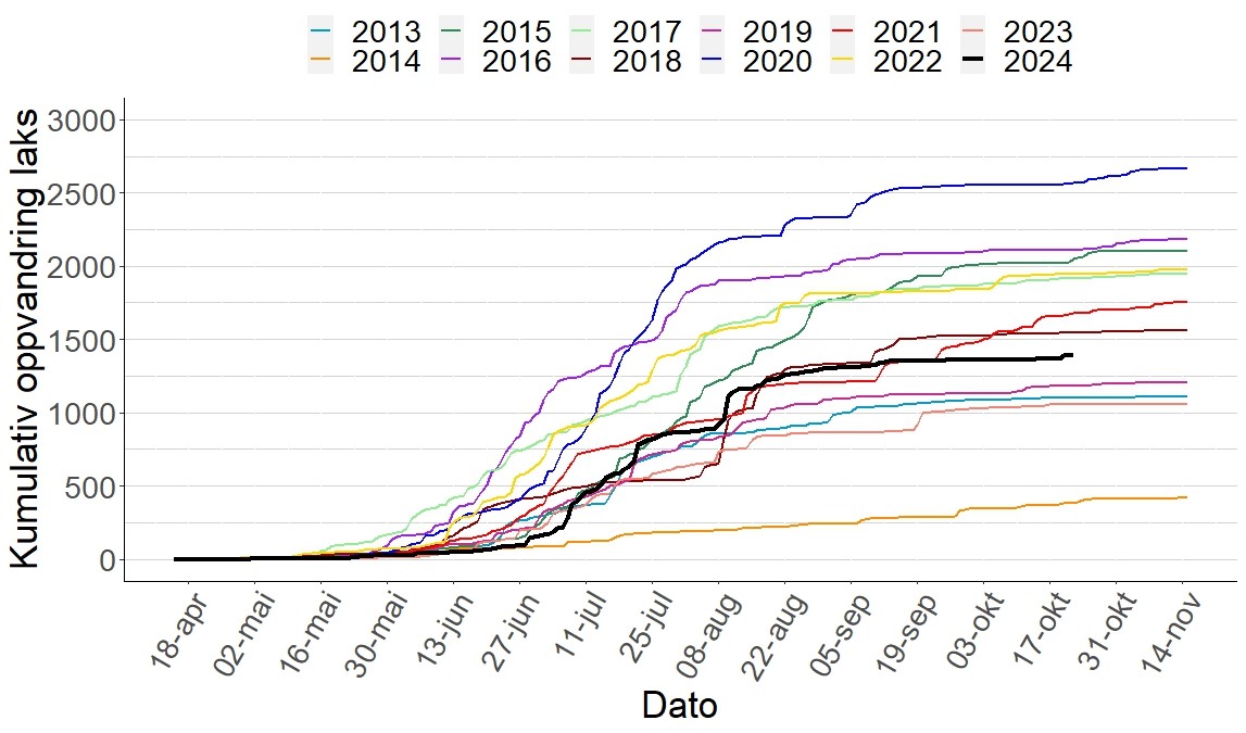 Kumulativ oppvandring av villaks fra 2013-2024. Oppvandringsforløpet i 2024 er tegnet i svart strek. 