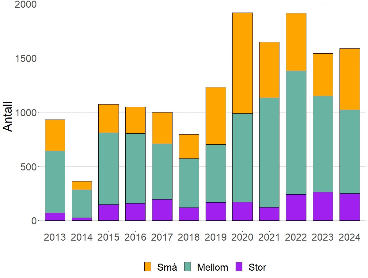 Størrelsesfordeling av sjøørret fra 2013 til 2024. Små < 1kg, mellom 1-3 kg, stor > 3 kg. 