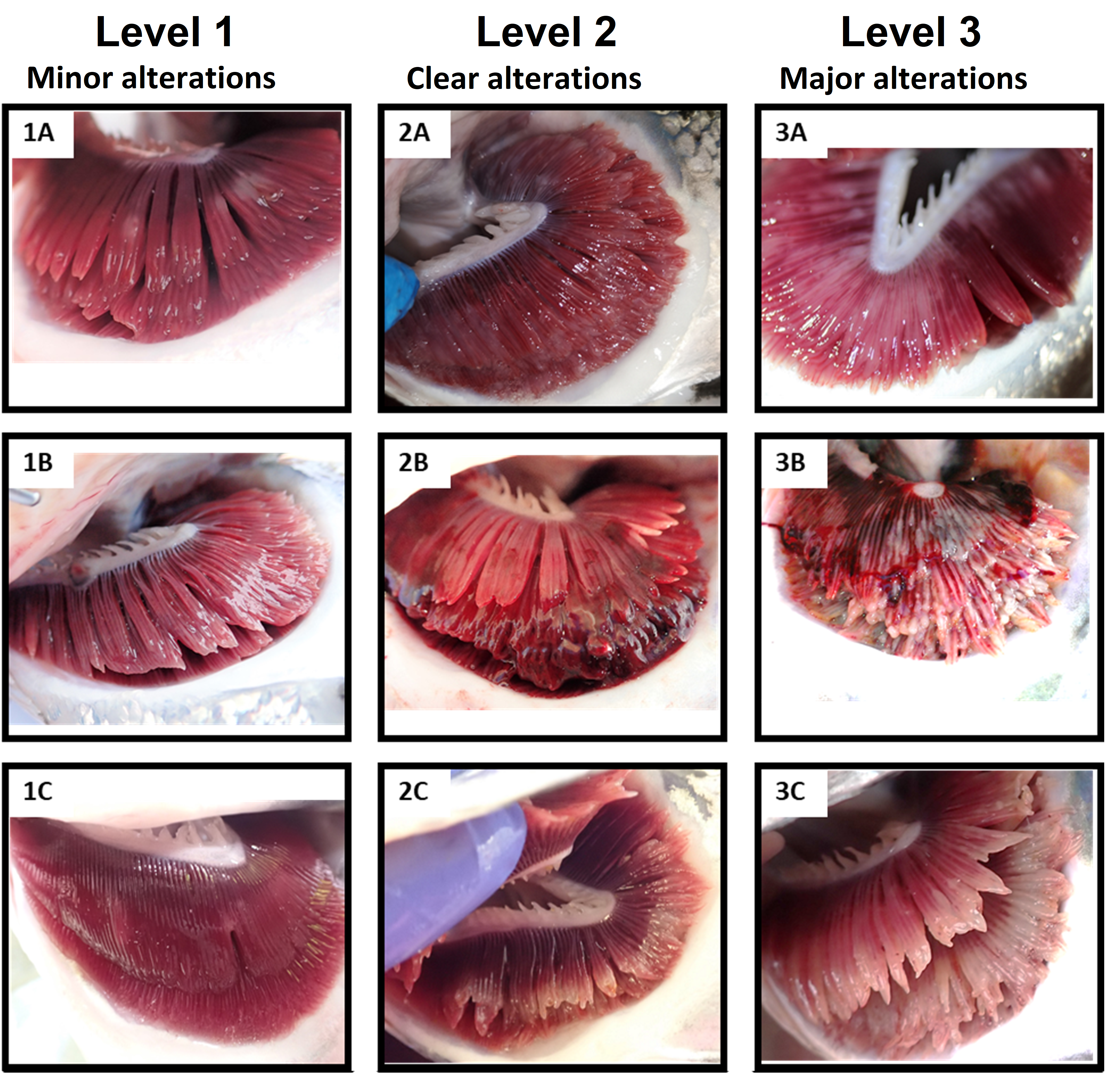 Gill damage