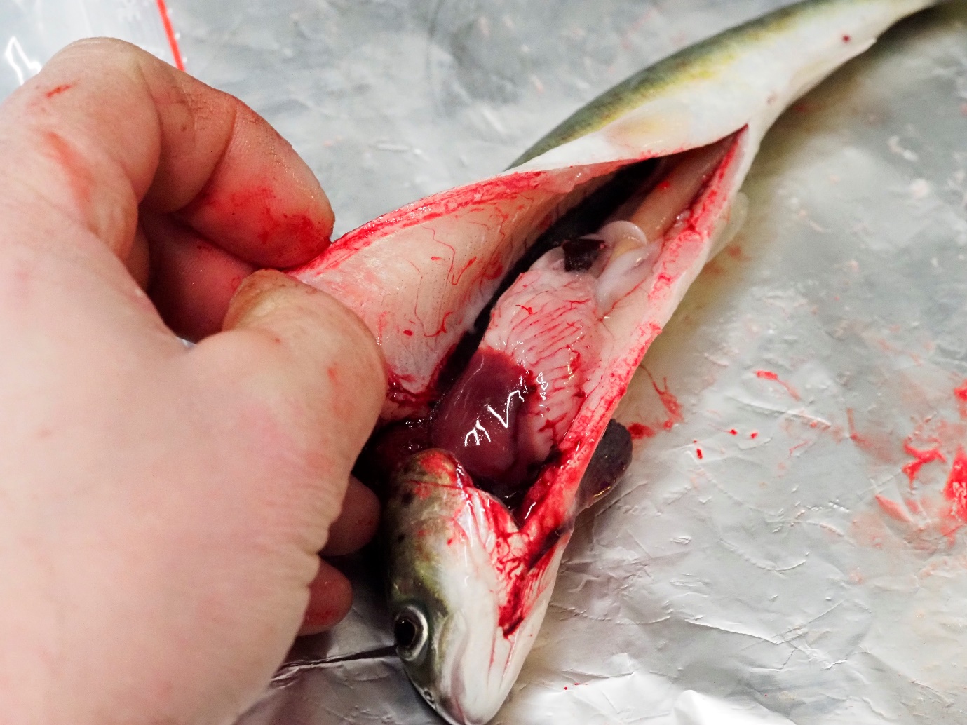 Illustrasjonsfoto som viser fisk med buken åpna for undersøking av indre organer. 