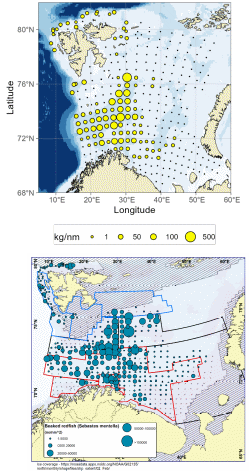 Figure 6.12. S. mentella in subareas 1 and 2. Abundance indices for individual trawl stations during the ecosystem survey in autumn 2024 (top) and winter survey 2024 bottom).
