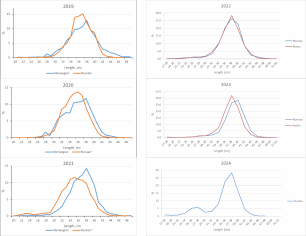  S. mentella in subareas 1 and 2. Length-distributions of the commercial demersal catches by Norway ​​​​​​ and Russia in 2019–2024. Norwegian data not available for 2024.